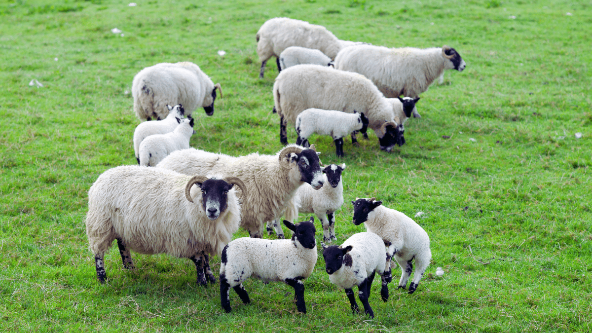 Sheep grazing to enhance biodiversity on Hampstead Heath